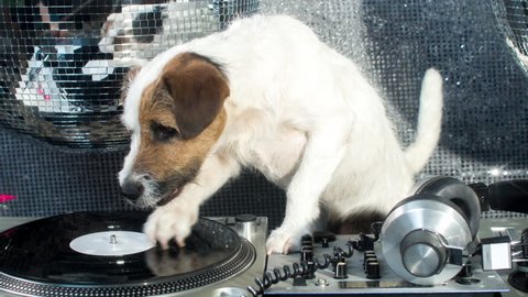 dj dog is in the house! an adorable jack russell dog in a club and disco situation