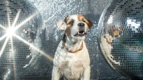  cute jack russell dog with headphones in a disco setting