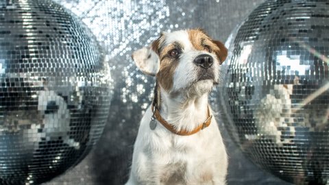 cute jack russell dog in a disco setting