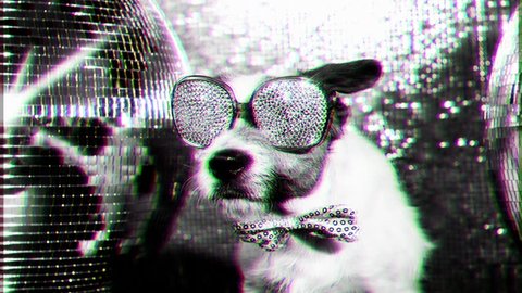 cute jack russell dog with crystal covered sunglasses in a disco setting
