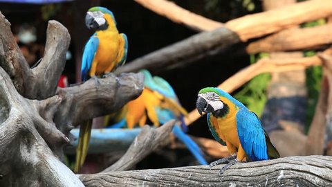 Blue and Yellow Macaw Parrot in nature
