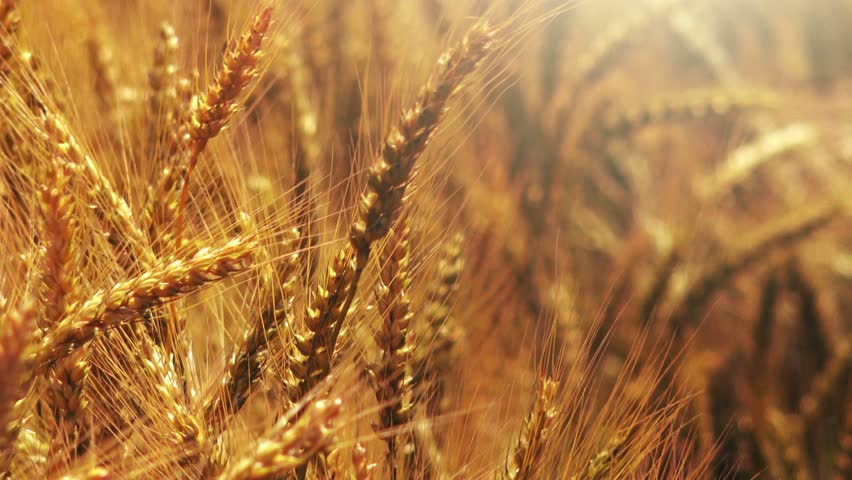 cultivated wheat crops field Stock Footage Video (100% Royalty-free ...