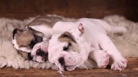 English Bulldog puppies (six weeks old) sleeping on a fur rug indoors
