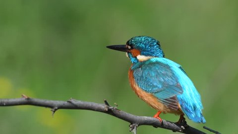 4k video with kingfisher sitting on branch (alcedo atthis)