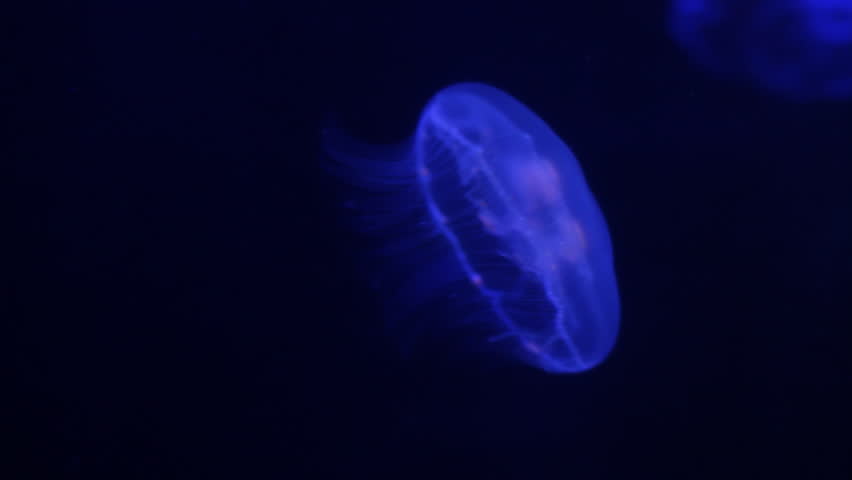 Moon Jellyfish Swimming