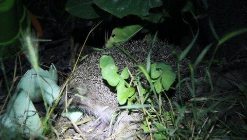 European Hedgehog (Erinaceus europaeus) illuminated by flashlight at night. The hedgehog is an animal that is active at night