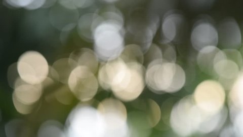 abstract nature background with green leaves and bokeh lights