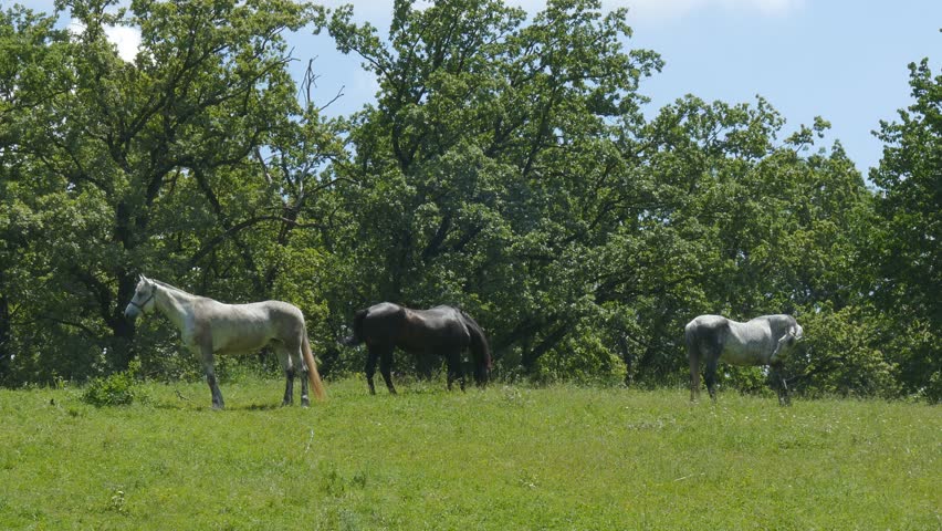 Three horses eating grass in a pasture