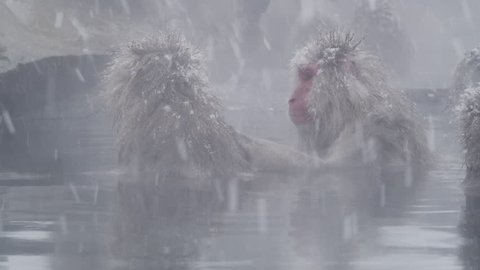 The Japanese Macaque (Snow) Monkeys enjoying a bath in the Onsen of Jigokudani Yaenkoen ,