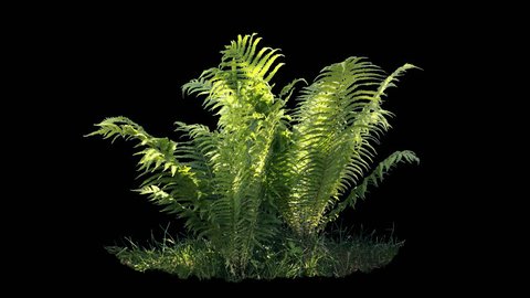 Beautiful fern bush, real shot green plant blowing on the wind, isolated on alpha channel with black and white luminance matte, perfect for film, digital composition, projection mapping