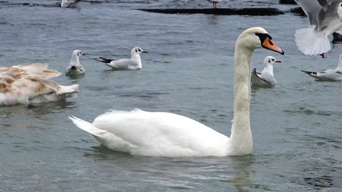 Birds of Ukraine. Swans and gulls in the Black Sea. Larus canus, Cygnus olor