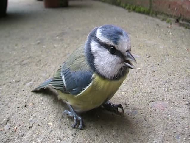 Blue Tit Bird.
