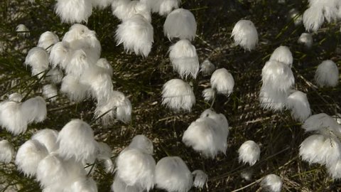 Cotton grass and nature on Yamal