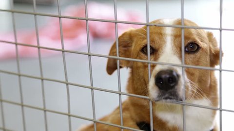 A sad dog in his cage at a animal shelter waiting to be adopted. 