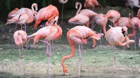 wildlife flamingo