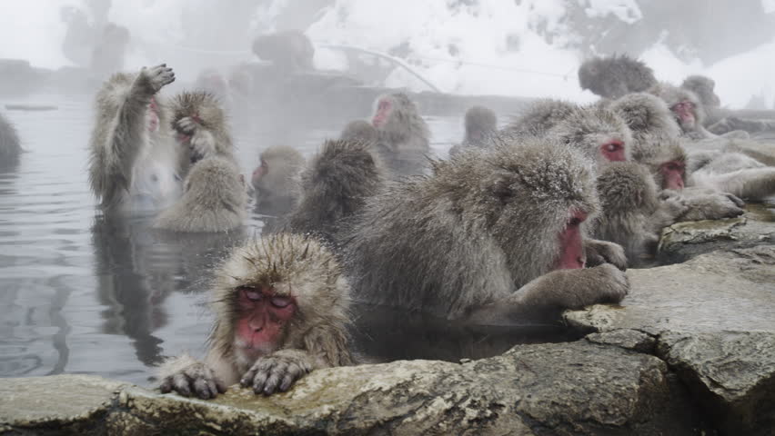 baby monkey swimming hot springs Stock Footage Video (100% Royalty-free ...