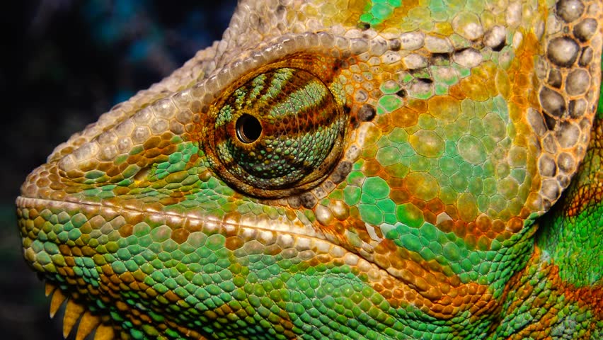 (Chamaeleo calyptratus) // The veiled chameleon, cone-head | Shutterstock HD Video #17604442
