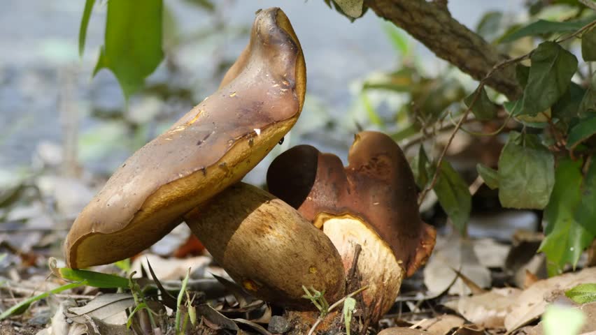 Boletus aurantiosplendens