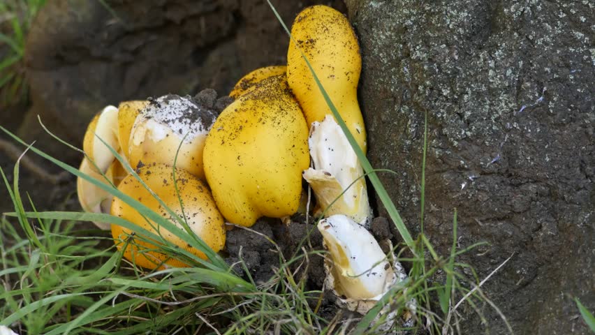 Fomitella fraxinea