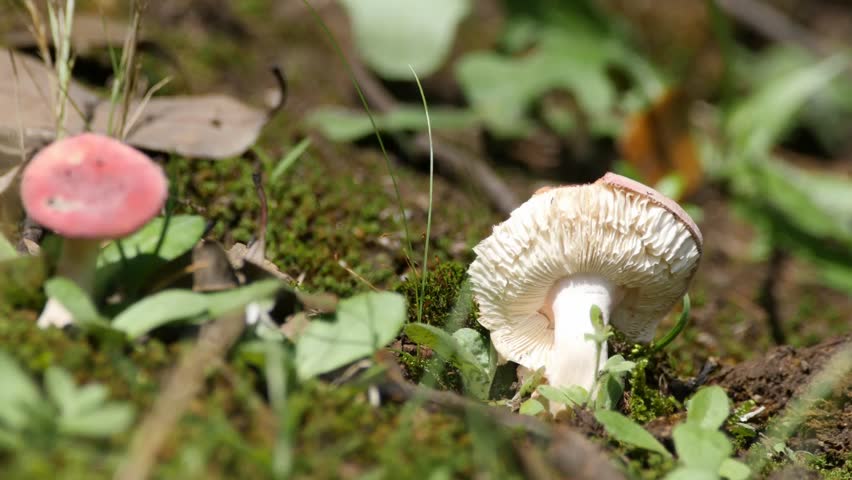 russulaceae