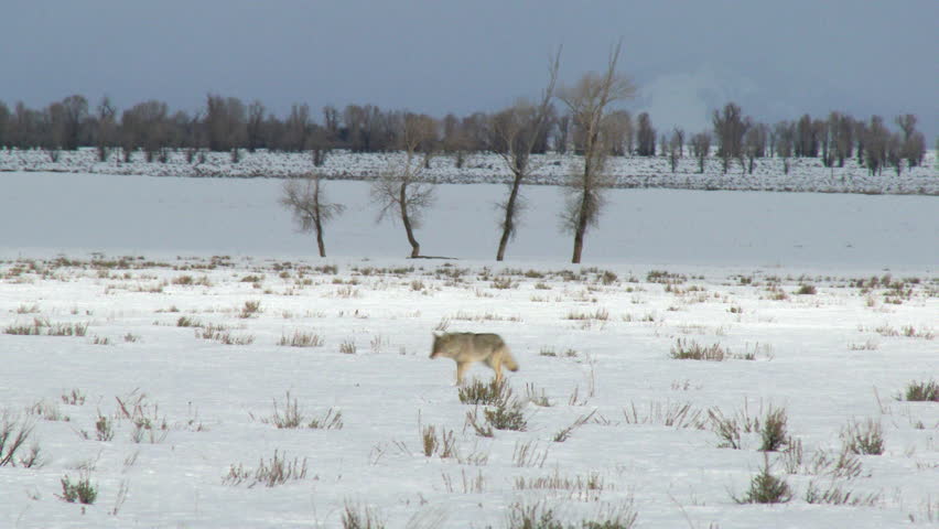 Coyote (Canis latrans) couple walking across snow-covered field, towards camera