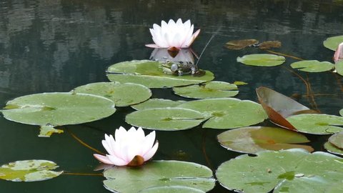 Frog sitting on water lily. Two big lily flowers