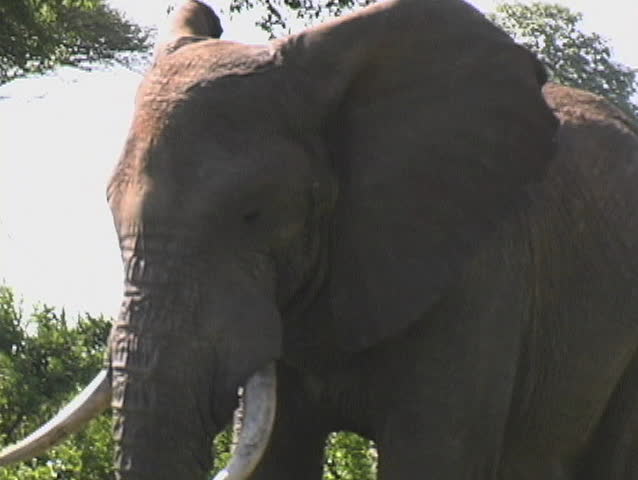 A large bull elephant comes up for a closer look. 