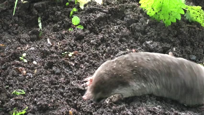 mole burrows into earth Royalty-Free Stock Footage #17614840
