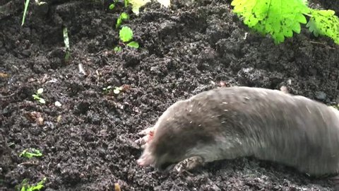 mole burrows into earth