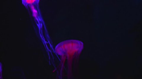 Beautiful Red Jellyfish floating in Aquarium pool
