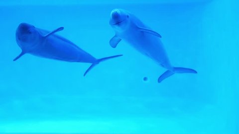 Two dolphins  swimming with fun in Aquarium
