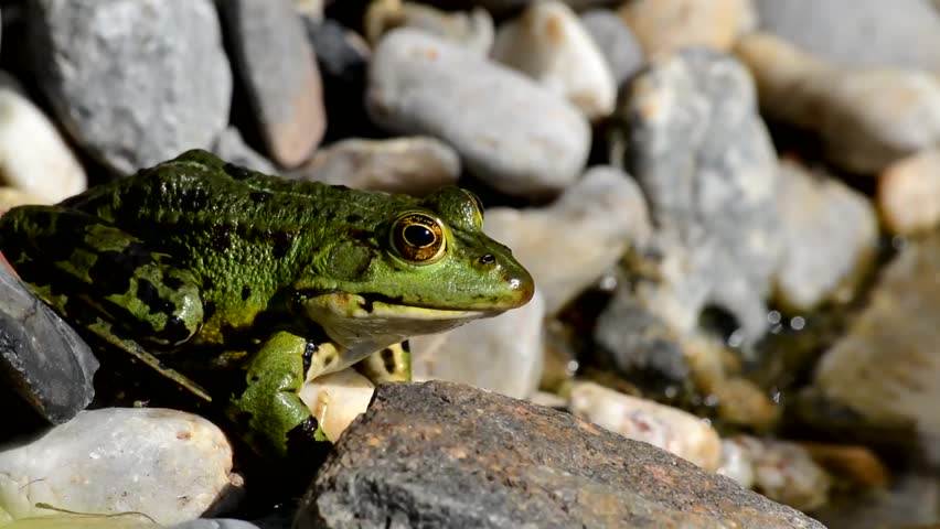 European Tree Frog is escaping into the water.