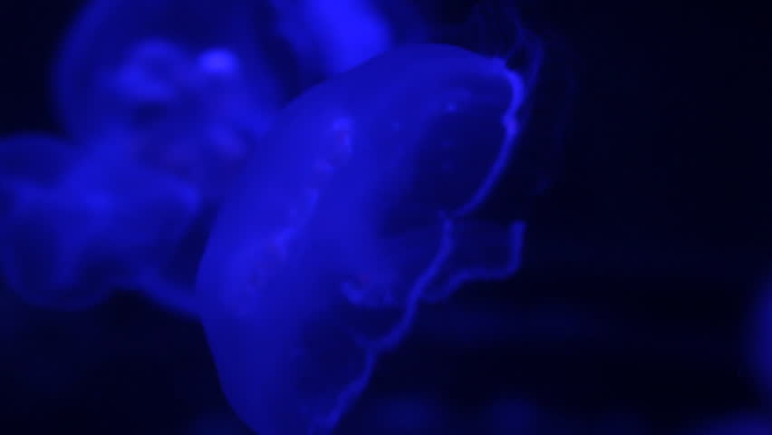 Moon Jellyfish Swimming Macro HD