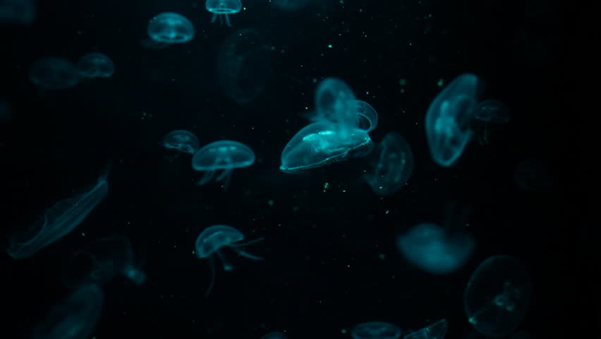 Moon Jellyfish Swimming Macro HD