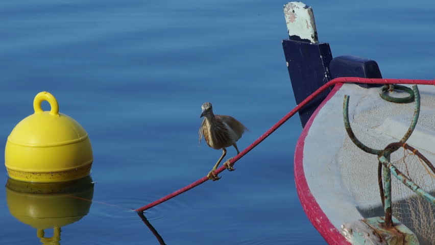 The bird is seating on the boat near the lakes pier.