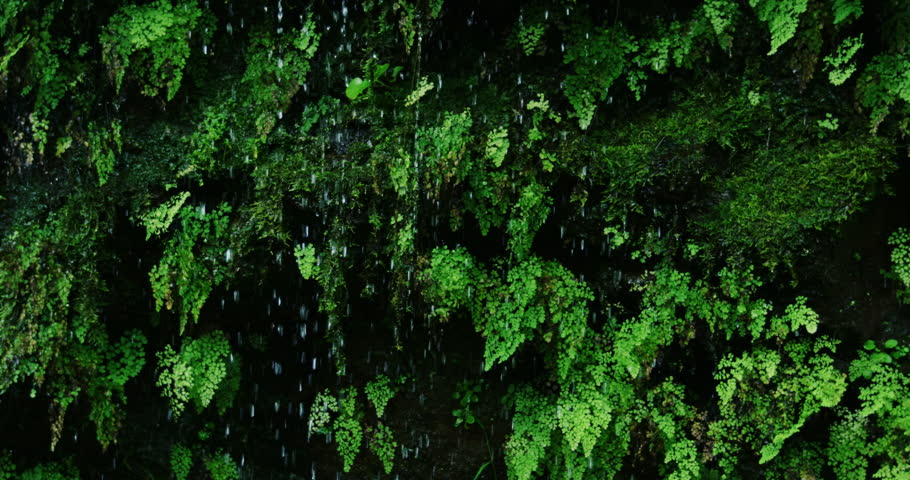 Rain drops falling off of lush green ferns in the jungle