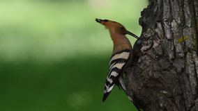 hoopoe bird bringing insect ti its chicks (upupa epops)