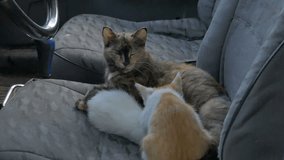 Cat feeding kittens slow motion video