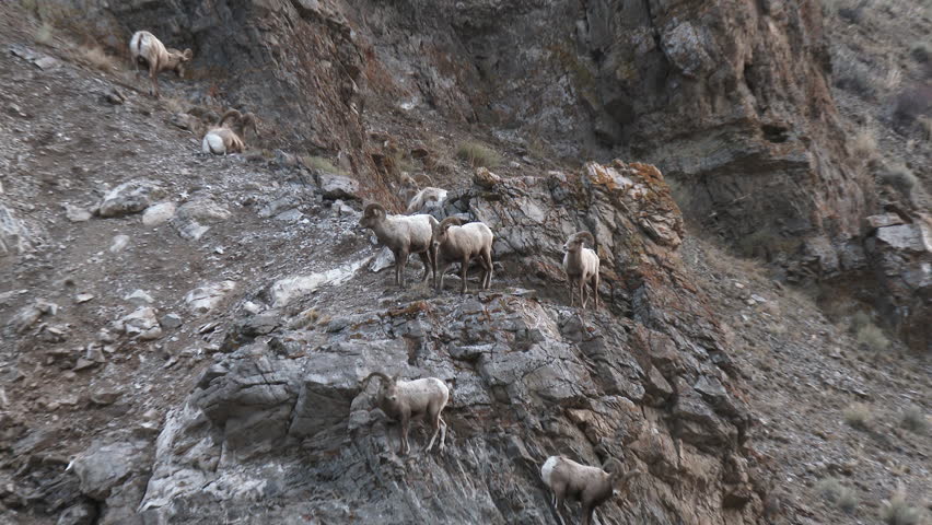 herd mountain goats climbing cliff face Stock Footage Video (100% ...