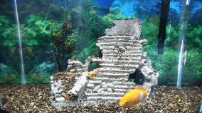 Goldfish Swimming in Aquarium Time-Lapse
