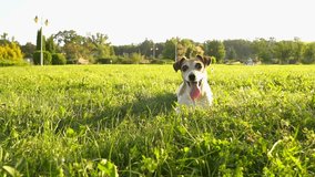 Summer green grass relaxed small dog Jack Russell terrier playing outside. Back to nature. Slow motion video footage. Sunny mood atmosphere. 