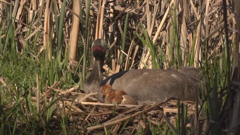Common Crane with hatchlings