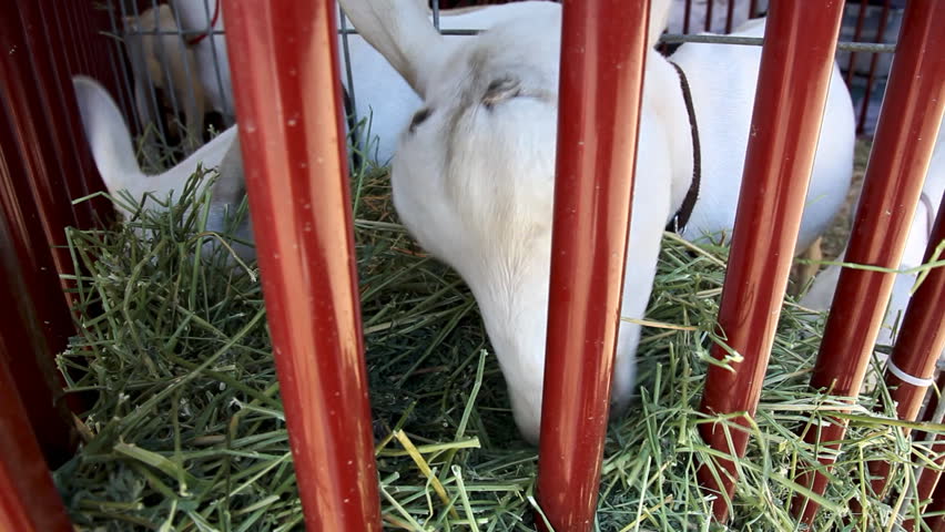 Goat Eating Hay in Cage