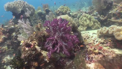 Soft corals on reef