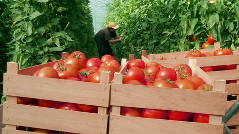 Tomatoes harvest in greenhouse, woman picking tomato in background, workers bring and put wooden crates with sorted ripe tomatoes, close up, closing footage, daylight.