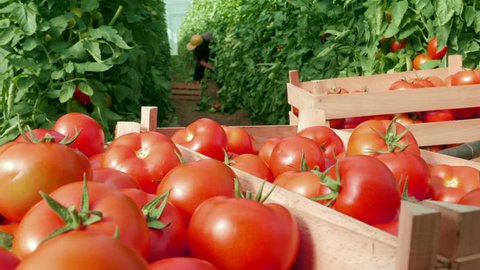 In foreground fresh tomatoes packed in wooden boxes in focus close up, in background blurred female farmer picking crates from the plants in a greenhouse, daylight.