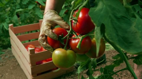 Hand picking tomatoes from the plant and sorting in a wooden box at a greenhouse, close up, low angle view, daylight.