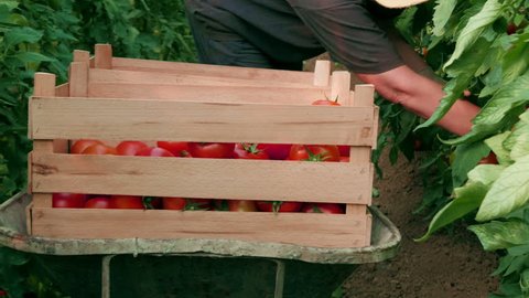 Farmer sorting ripe tomatoes in a wooden box, worker picking from the plants in a greenhouse, hands close up, daylight, outdoor.