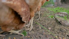 chicken goes looking ginger for food summer farming Poultry slow motion video