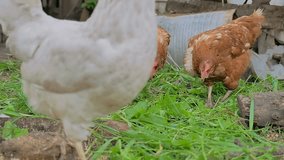 chicken ginger goes looking for food summer farming Poultry slow motion video